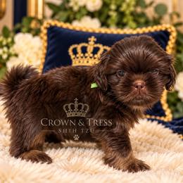Prince Tate - Chocolate male Shih Tzu puppy in Xenia, Ohio from Crown & Tress Shih Tzu