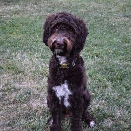 Doom - Australian Labradoodle