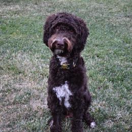 Doom - Australian Labradoodle