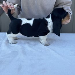 Basset Hound Puppies from Autumn Oak Basset Hounds