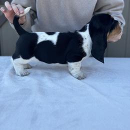 Basset Hound Puppies from Autumn Oak Basset Hounds