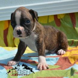 Hemi - Brindle male Boxer puppy in Earlsboro, Oklahoma from Lieben Boxers