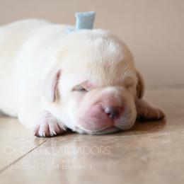 BonBon's Light Blue - Yellow male Labrador Retriever puppy in Pasco, Washington from ROCK CREEK LABRADORS Pasco, WA
