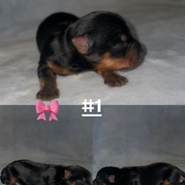 Girl 1 - Black and gold female Yorkshire Terrier puppy in San Tan Valley, Arizona from Great Mates
