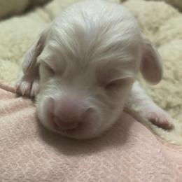 Loretta - Cream female Dachshund puppy in Dobson, North Carolina from Oakleys Dachshund Haven