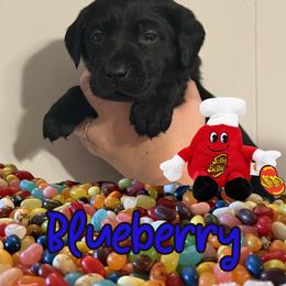 Blueberry - Black male Labrador Retriever puppy in Water Valley, Mississippi from Three Lakes Labs & WHDs
