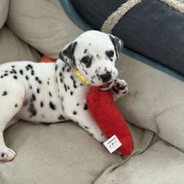 Sunny - White and black female Dalmatian puppy in Fontana, California from Maldonado's Dalmatians