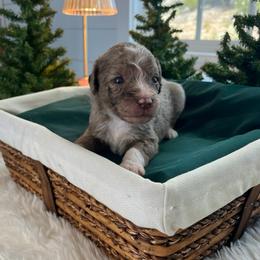 Peter - White and red merle male Bordoodle puppy in Valley Center, California from Circle R Valley Bordoodls