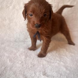 Orion - Red  male Goldendoodle puppy in Ogden, Utah from Abby Chaffee