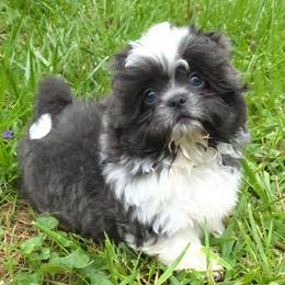 Blue - Blue and white male Shih Tzu puppy in Newark, Ohio from Gemini Kennels