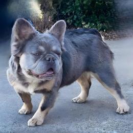 Xena - French Bulldog