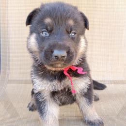 Red Boy - Black and tan male German Shepherd puppy in La Pine, Oregon from Granville/Diamond Peak German Shepherds