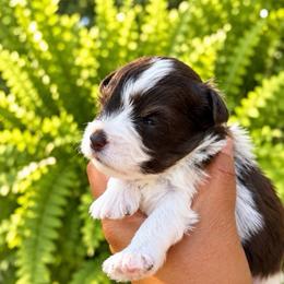 Reese - Parti female Miniature Schnauzer puppy in Dorr, Michigan from Enchanted Paws