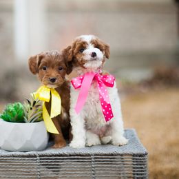 Goldendoodle Puppies from Snowfire Doodles