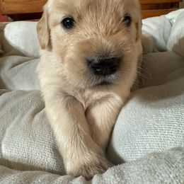 Purple - Light golden female Golden Retriever puppy in Lebec, California from Socalretrievers