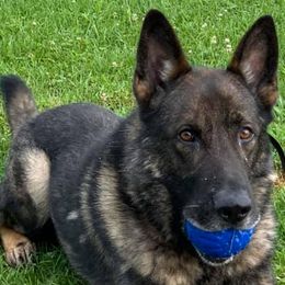 German Shepherds and Pomeranians from Haus Heckfeuer