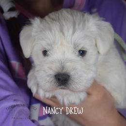 Nancy Drew - White female Miniature Schnauzer puppy in Sedalia, Missouri from Farmer Brown's Puppies