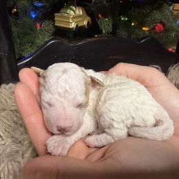 Biscuit - Yellow and white female Bernedoodle puppy in Tyner, Kentucky from Good Dog Doodles