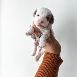 Winter - White female Cavapoo puppy in Shingle Springs, California from Kindred Oak Goldendoodles