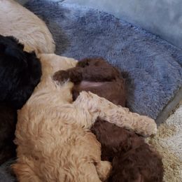 Poodle Puppies from Polly Wally Doodles and Poodles
