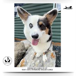 Lulu - American Corgi