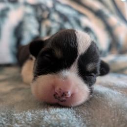 AKC Cardigan Boy 'Scout - Black and white male Cardigan Welsh Corgi puppy in Tombstone, Arizona from WeVolution Off-Grid