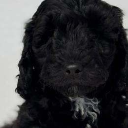 Australian Labradoodles, Australian Shepherds, Goldendoodles, and Labrador Retrievers from FitzGerald Kennels