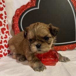 Shih Tzu Puppies from Happy Haven Farm