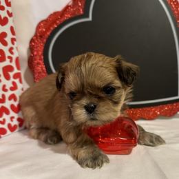 Shih Tzu Puppies from Happy Haven Farm