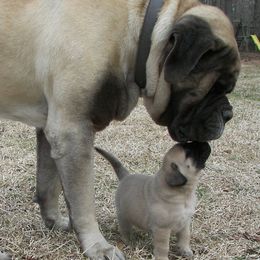 Mastiff Puppies from Two Ponds Mastiffs