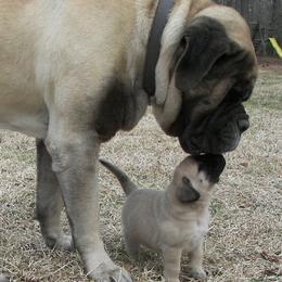Mastiff Puppies from Two Ponds Mastiffs