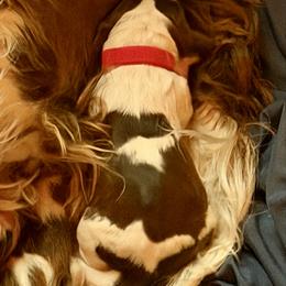 Red - Liver and white female English Springer Spaniel puppy in Wells, Vermont from Everyday Sunshine Springers