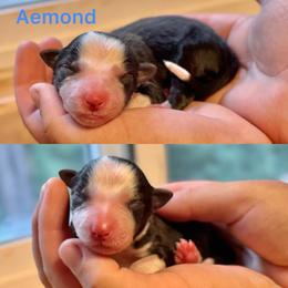 Aemond - Black and white male Border Collie puppy in Santa Cruz, California from Von Guadachi German Shepherds & Audacity Border Collies