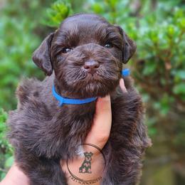 Blue - Liver male Miniature Schnauzer puppy in Trinity, Alabama from C&E'S Schnauzers