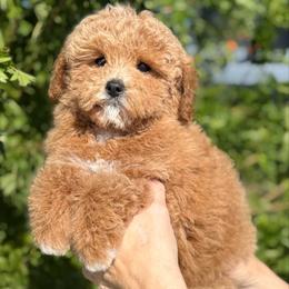 April - Red female Cavapoo puppy in Tucson, Arizona from Adored Poodle & Doodles