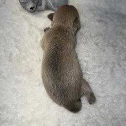 Cragen - Blue fawn male Chihuahua puppy in Palmyra, Indiana from Country Star Chihuahuas