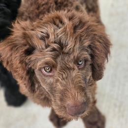 Blake - Brown male Double Doodle puppy in Jeddo, Michigan from Bert's Doodles