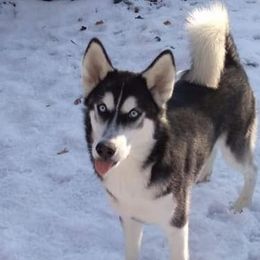 Siberian Huskies from Masterson Siberian Huskies