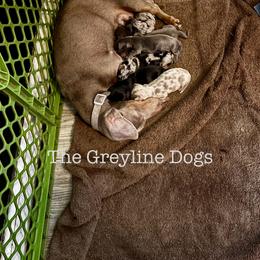Dachshund Puppies from The Greyline Dogs