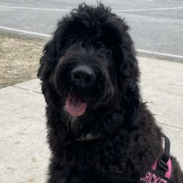 Goldendoodles from Ruby’s Doodles of Mississippi