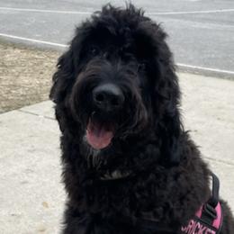 Goldendoodles from Ruby’s Doodles of Mississippi