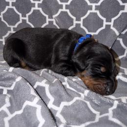 Archer - Black and rust male Doberman Pinscher puppy in Boyd, Texas from Team Feem Breeders