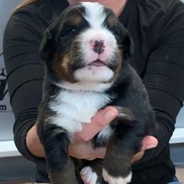 Blue Collar Boy - Black rust and white male Bernese Mountain Dog puppy in Bristol, Tennessee from Holston Hollow Farm