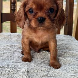 Poquito - Ruby male Cavalier King Charles Spaniel puppy in Caldwell, Idaho from Treasure Valley Poodles