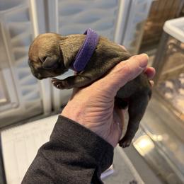 Rip - Fawn male French Bulldog puppy in Neenah, Wisconsin from Mimosa Acres French Bulldogs LLC