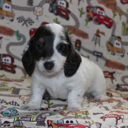 Cutler - Piebald male Dachshund puppy in Staley, North Carolina from Langley Farms Dachshunds