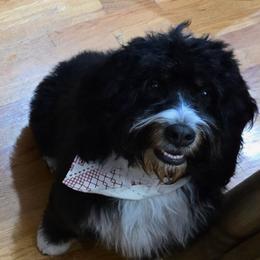 Millie - Bernedoodle