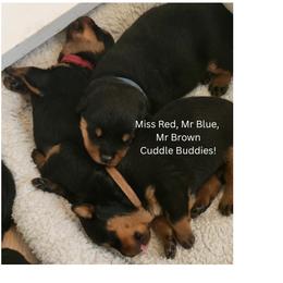 Girl 4 - Black and mahogany female Rottweiler puppy in Snohomish, Washington from Sky Valley Rottweilers