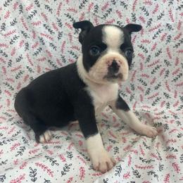 Sophia - Black and white female Boston Terrier puppy in Fillmore, Illinois from Wind Hill Puppies