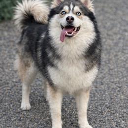 Xena - Pomsky